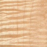 tiger maple tiger maple